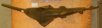 Media type: image; Ichthyology 36960